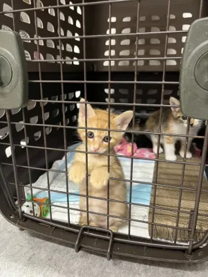 保護猫日記🐱