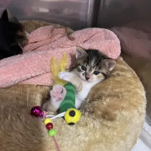 保護猫日記🐱のサムネイル