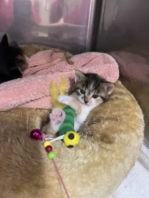 保護猫日記🐱