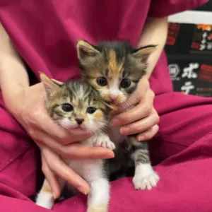 保護猫日記🐱のサムネイル
