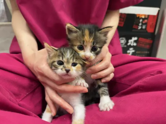 保護猫日記🐱