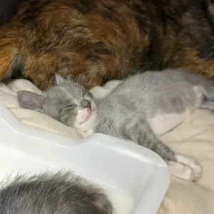 保護猫日記🐱のサムネイル