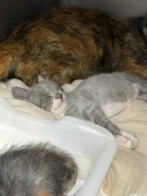 保護猫日記🐱