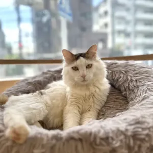 保護猫ちゃん紹介🐱のサムネイル