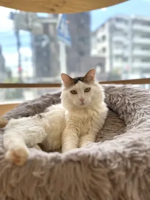 保護猫ちゃん紹介🐱