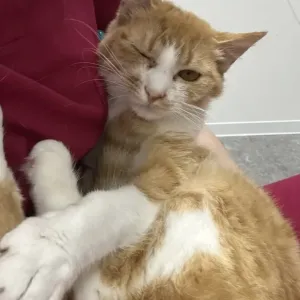 保護猫日記🐱のサムネイル