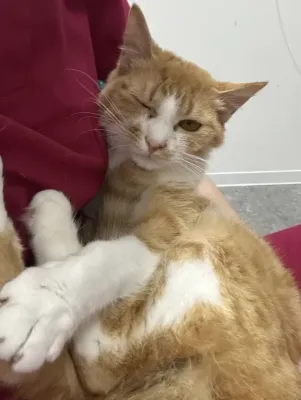 保護猫日記🐱