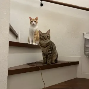 ねこの森から卒業したにゃんこ🐱のサムネイル