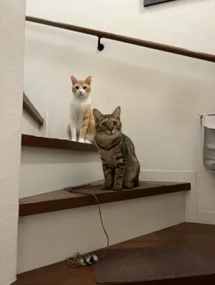 ねこの森から卒業したにゃんこ🐱