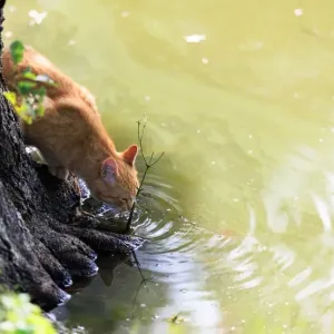 猫の脱水ってどうやってわかる？夏に気をつけたいサインと見分け方のサムネイル