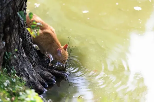猫の脱水ってどうやってわかる？夏に気をつけたいサインと見分け方