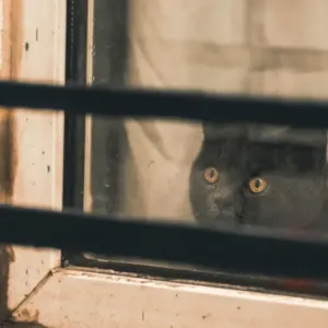 猫にもフィラリア予防は必要？蚊が運ぶ病気と夏の対策のサムネイル