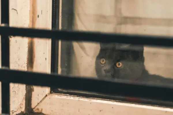 猫にもフィラリア予防は必要？蚊が運ぶ病気と夏の対策