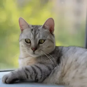 猫も熱中症になるの？室内で気をつけたいサインと夏の応急処置のサムネイル