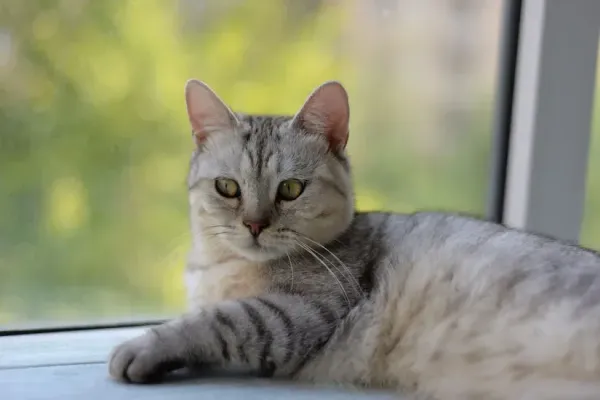 猫も熱中症になるの？室内で気をつけたいサインと夏の応急処置