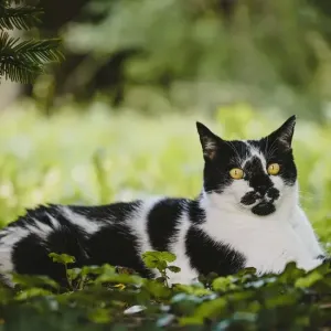 猫にマダニがついていたら？無理に取ってはいけない理由と運ぶ病気のサムネイル