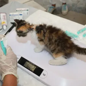 猫の健康診断は必要？何歳から・どんな検査・頻度の目安をやさしく解説のサムネイル