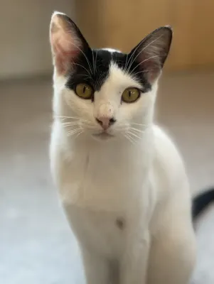 保護猫ちゃん紹介