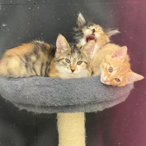 保護猫日記🐱のサムネイル