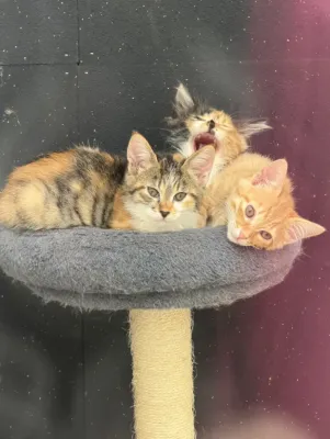 保護猫日記🐱