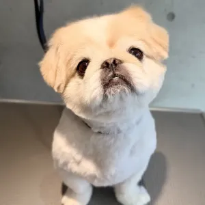 サマーカットのサムネイル