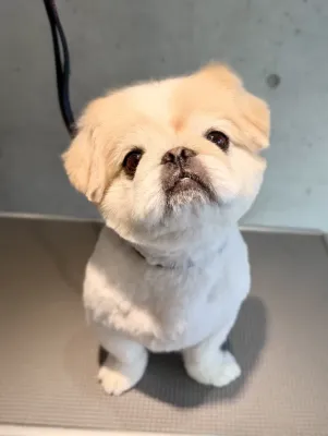 サマーカット