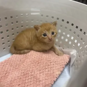 赤ちゃん🍼のサムネイル