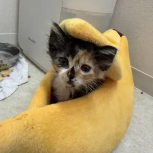 保護猫日記🐱のサムネイル