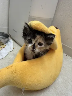 保護猫日記🐱