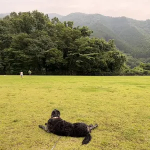 あんこ日記🐶のサムネイル