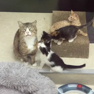 保護猫日記🐱のサムネイル