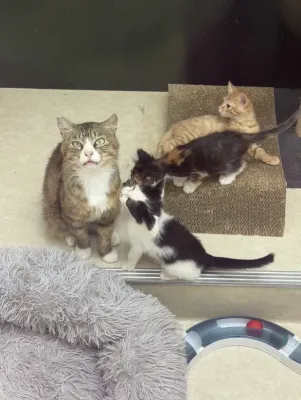 保護猫日記🐱