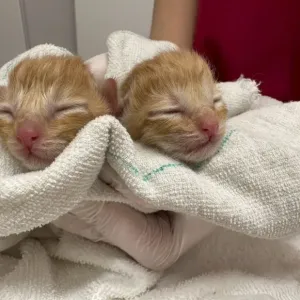 赤ちゃん猫が生まれました👶のサムネイル
