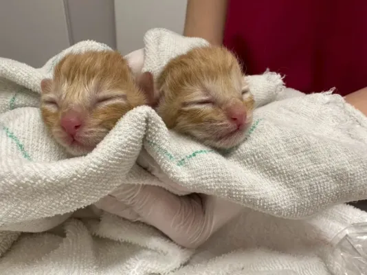 赤ちゃん猫が生まれました👶
