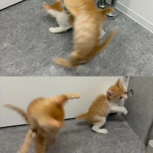 元気いっぱい！のサムネイル