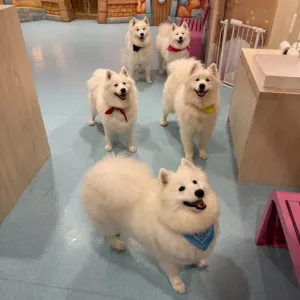 休日ブログのサムネイル