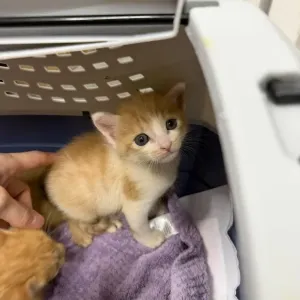 赤ちゃん🍼🐱のサムネイル