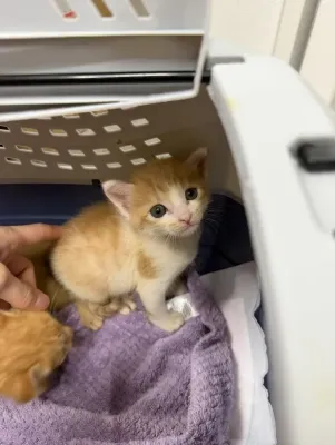 赤ちゃん🍼🐱