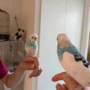 ラムネちゃん🐦💙のサムネイル