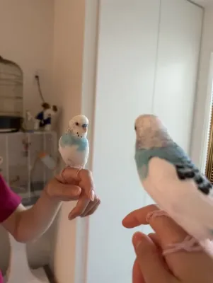 ラムネちゃん🐦💙