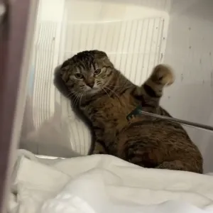 保護猫ちゃんの紹介🐱のサムネイル