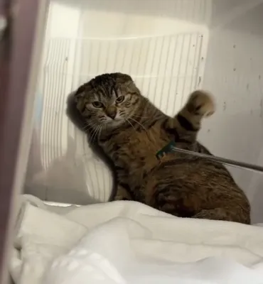 保護猫ちゃんの紹介🐱
