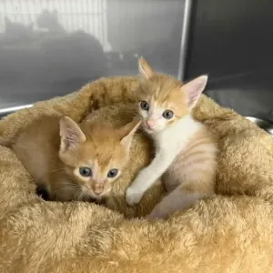 こねこちゃんの成長✨のサムネイル