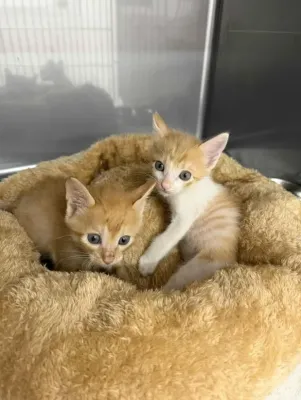 こねこちゃんの成長✨