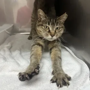保護猫ちゃん紹介🐱のサムネイル