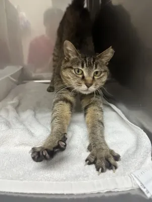 保護猫ちゃん紹介🐱