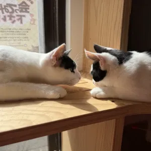 白黒の2頭のサムネイル