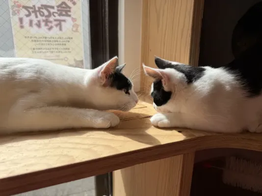 白黒の2頭