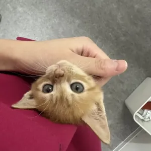 この時期限定のサムネイル