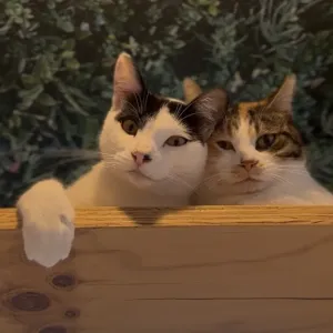 保護猫ちゃん紹介🐱のサムネイル